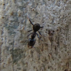 Anonychomyrma sp. (genus) at Cotter River, ACT - 13 Mar 2020