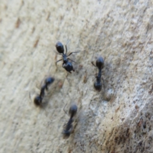 Anonychomyrma sp. (genus) at Cotter River, ACT - 13 Mar 2020