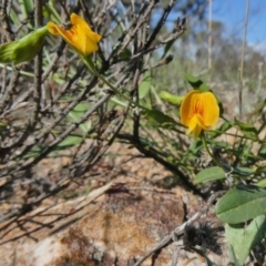 Zornia dyctiocarpa var. dyctiocarpa (Zornia) at Theodore, ACT - 14 Mar 2020 by Owen