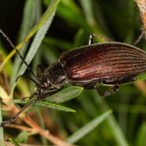 Homotrysis cisteloides at Bruce, ACT - 9 Nov 2014