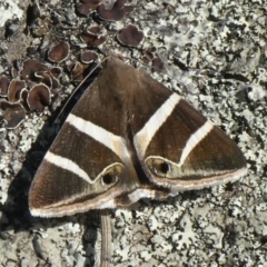 Grammodes oculicola (Small-eyed Box-Owlet) at Theodore, ACT - 11 Mar 2020 by owenh