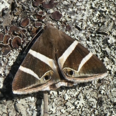 Grammodes oculicola (Small-eyed Box-Owlet) at Theodore, ACT - 11 Mar 2020 by owenh