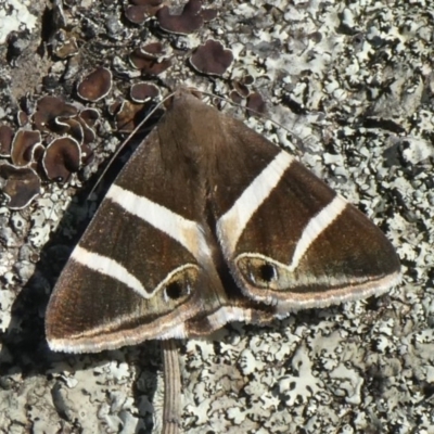 Grammodes oculicola (Small-eyed Box-Owlet) at Theodore, ACT - 11 Mar 2020 by Owen