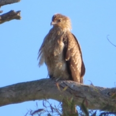 Haliastur sphenurus (Whistling Kite) at Coree, ACT - 13 Mar 2020 by Christine