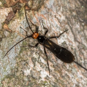 Braconidae (family) at Bruce, ACT - 13 Feb 2016 11:48 AM