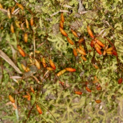 Bryaceae (family) (A moss) at Bruce Ridge to Gossan Hill - 9 Nov 2014 by Bron