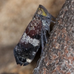 Platybrachys decemmacula (Green-faced gum hopper) at Bruce, ACT - 9 Nov 2014 by Bron