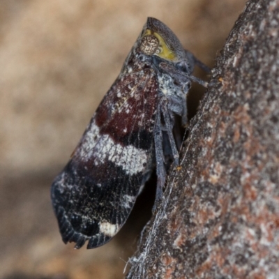 Platybrachys decemmacula (Green-faced gum hopper) at Bruce, ACT - 9 Nov 2014 by Bron