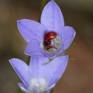 Exoneura sp. (genus) at Bruce, ACT - 9 Nov 2014