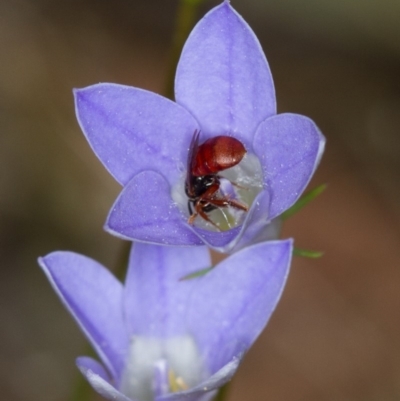 Exoneura sp. (genus) (A reed bee) at Bruce, ACT - 9 Nov 2014 by Bron