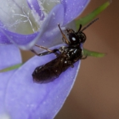 Pergidae sp. (family) at Bruce, ACT - 9 Nov 2014 12:05 PM