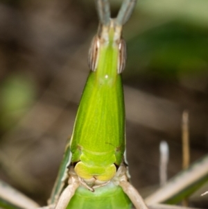 Acrida conica at Bruce, ACT - 13 Feb 2016 12:08 PM