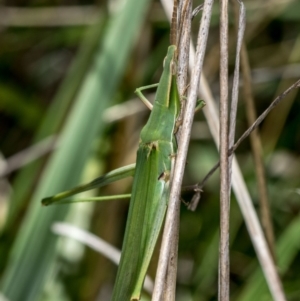 Acrida conica at Bruce, ACT - 13 Feb 2016 12:08 PM