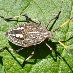 Pentatomidae (family) at Greenleigh, NSW - 15 Mar 2020