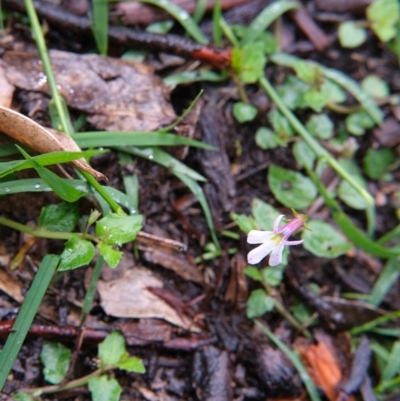 Lobelia purpurascens (White Root) at Bundanoon - 14 Mar 2020 by Boobook38