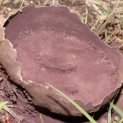 Calvatia cyathiformis at Paddys River, ACT - 15 Mar 2020 by Marthijn