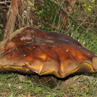 Phlebopus marginatus (Giant Bolete) at Paddys River, ACT - 14 Mar 2020 by Marthijn