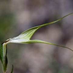 Diplodium sp. (A Greenhood) at Paddys River, ACT - 15 Mar 2020 by Marthijn