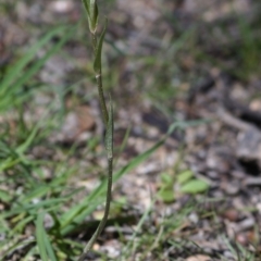 Diplodium sp. at Paddys River, ACT - 15 Mar 2020