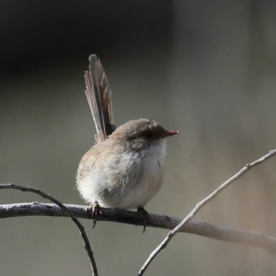 Malurus cyaneus (Superb Fairywren) at Majura, ACT - 11 Mar 2020 by jbromilow50