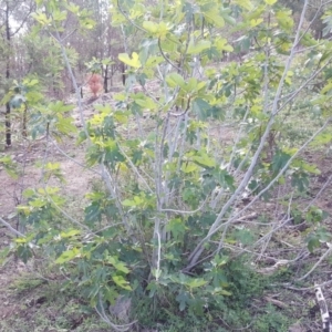 Ficus carica at Jerrabomberra, ACT - 15 Mar 2020 03:40 PM