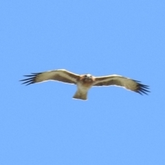 Hieraaetus morphnoides (Little Eagle) at Yarralumla, ACT - 14 Mar 2020 by HelenCross