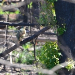 Ptilonorhynchus violaceus (Satin Bowerbird) at Monga, NSW - 13 Mar 2020 by LyndalT