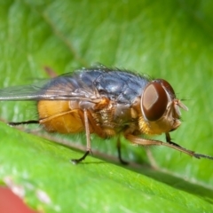 Calliphora augur at Symonston, ACT - 15 Mar 2020