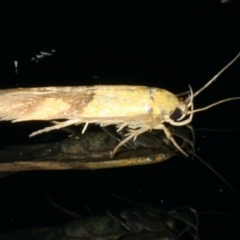 Stathmopoda crocophanes (Yellow Stathmopoda Moth) at Ainslie, ACT - 11 Mar 2020 by jb2602