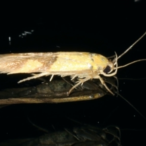 Stathmopoda crocophanes at Ainslie, ACT - 11 Mar 2020