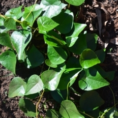 Stephania japonica var. discolor (Snake Vine) at Surf Beach, NSW - 13 Mar 2020 by LyndalT