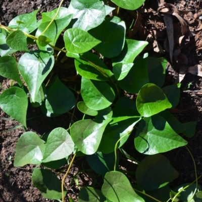 Stephania japonica var. discolor (Snake Vine) at Surf Beach, NSW - 13 Mar 2020 by LyndalT