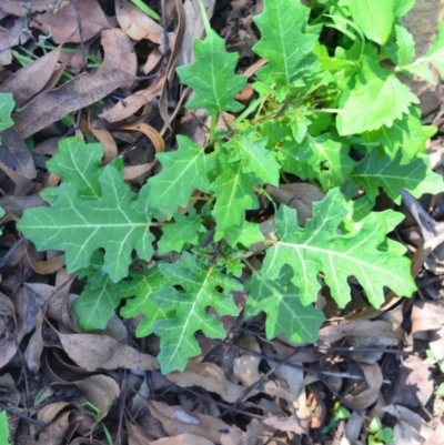 Solanum prinophyllum (Forest Nightshade) at Surf Beach, NSW - 13 Mar 2020 by LyndalT