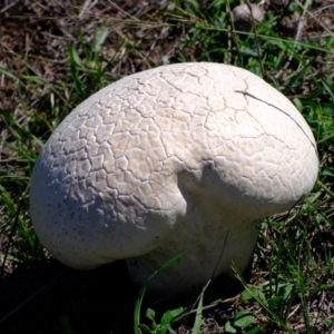 Calvatia sp. at Denman Prospect, ACT - 15 Mar 2020 11:51 AM