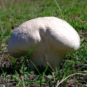 Calvatia sp. at Denman Prospect, ACT - 15 Mar 2020 11:51 AM