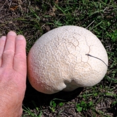 Calvatia sp. at Denman Prospect, ACT - 15 Mar 2020