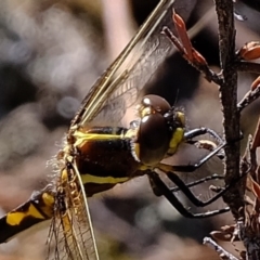 Synthemis eustalacta (Swamp Tigertail) at Denman Prospect 2 Estate Deferred Area (Block 12) - 15 Mar 2020 by Kurt