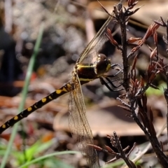 Synthemis eustalacta at Denman Prospect, ACT - 15 Mar 2020 12:01 PM