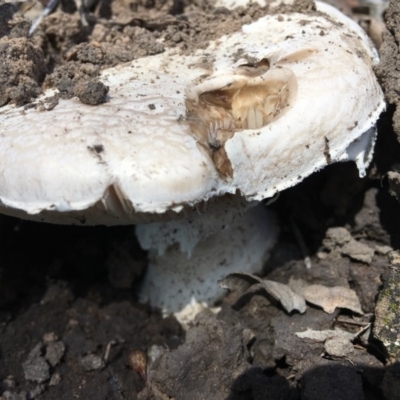 Amanita sp. (Amanita sp.) at Hughes, ACT - 15 Mar 2020 by KL