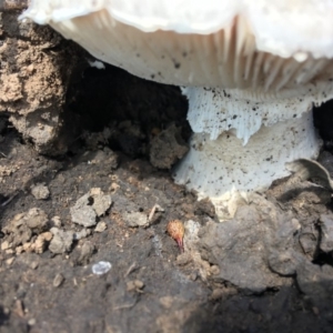 Amanita sp. at Hughes, ACT - 15 Mar 2020 12:06 PM