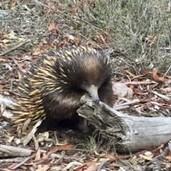 Tachyglossus aculeatus (Short-beaked Echidna) at Bruce, ACT - 15 Mar 2020 by mtchl