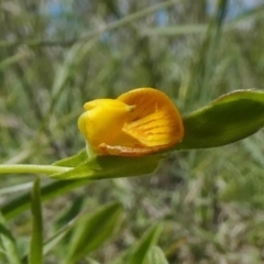 Zornia dyctiocarpa var. dyctiocarpa (Zornia) at Tuggeranong Hill - 15 Mar 2020 by Owen