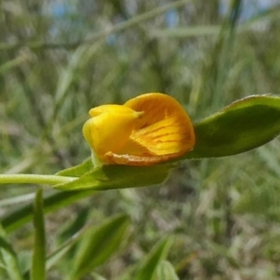 Zornia dyctiocarpa var. dyctiocarpa (Zornia) at Theodore, ACT - 15 Mar 2020 by owenh