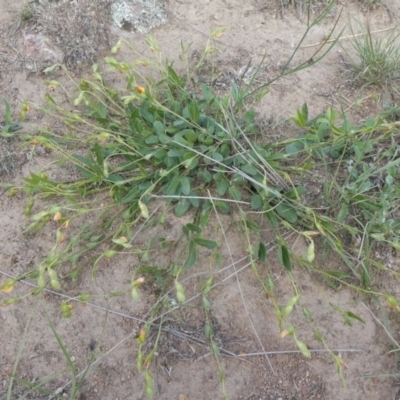 Zornia dyctiocarpa var. dyctiocarpa (Zornia) at Theodore, ACT - 15 Mar 2020 by Owen