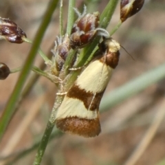Chrysonoma fascialis (A concealer moth) at Tuggeranong Hill - 15 Mar 2020 by Owen