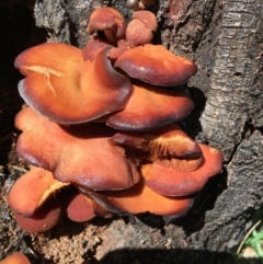 Unidentified Cap, gills below, no stem & usually on wood [stemless mushrooms & the like] at Deakin, ACT - 15 Mar 2020 by KL