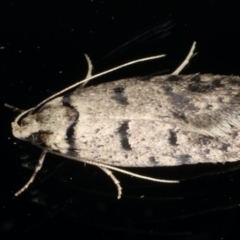 Scatochresis episema (A scat moth) at Ainslie, ACT - 11 Mar 2020 by jbromilow50