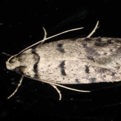 Scatochresis episema (A scat moth) at Ainslie, ACT - 11 Mar 2020 by jb2602