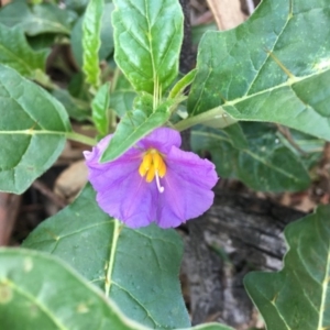 Solanum cinereum at Hughes, ACT - 15 Mar 2020