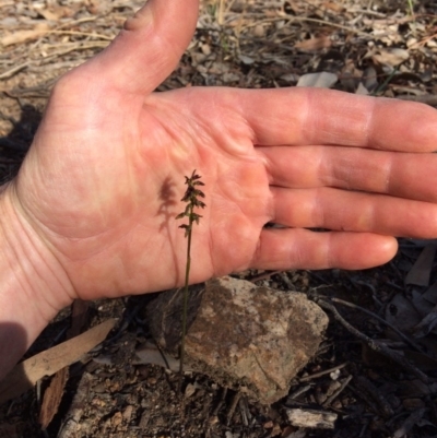 Corunastylis clivicola (Rufous midge orchid) at Cook, ACT - 15 Mar 2020 by NickiTaws